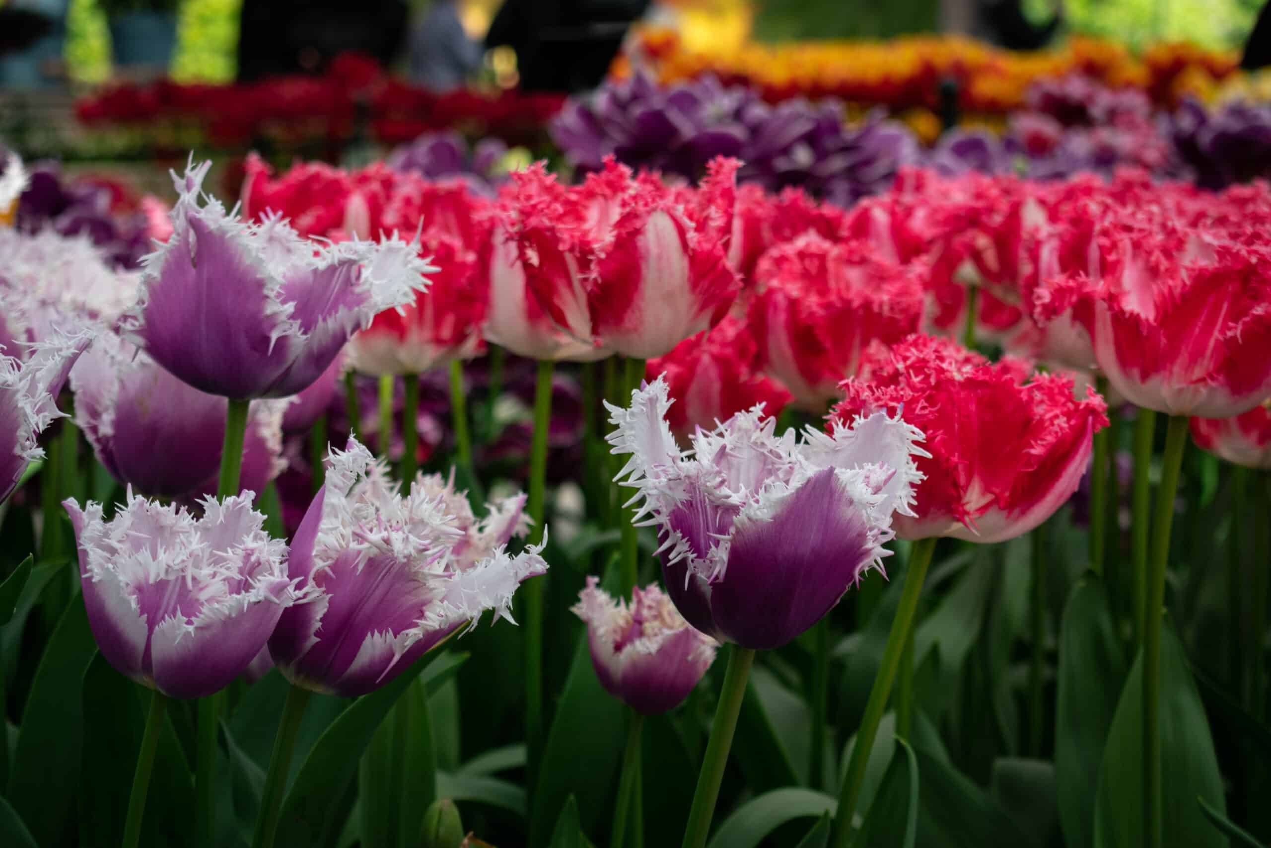 Planning Your Perfect Visit to the Keukenhof Gardens - Travel Gems